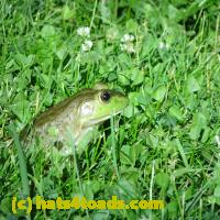 /home//u458753944/public_html/sourcegallery/////////////////Frogs/More bullfrogs/P6080152.JPG